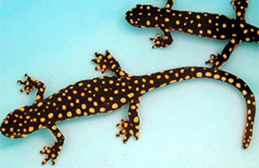 Ölümsüzlük sırrını taşıyan hayvan