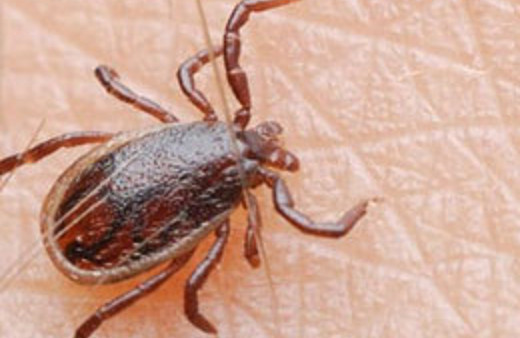 Kene kabusu geri döndü