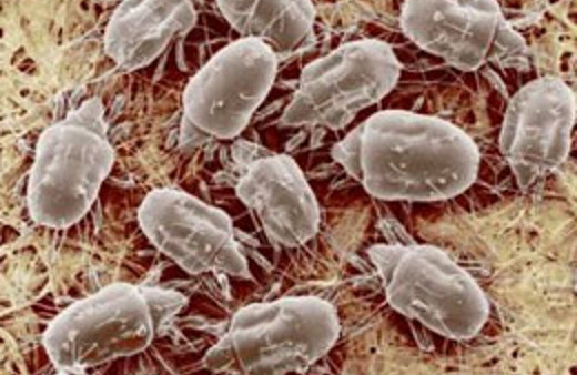 Yastığımızı bakterilerle paylaşıyoruz