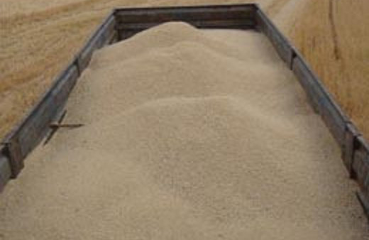 Tahıl hasadına başlandı