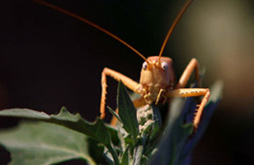 3 köyü çekirgeler istila etti