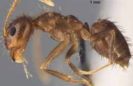 Karıncaların elektronik istilası