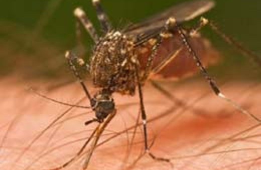 Bu sinek öldürebilir!