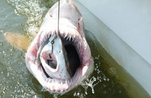 Yalova'da dev köpek balığı yakalandı