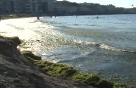 Yosun deryasında serinlediler