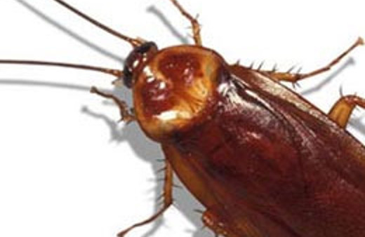 1 milyon hamamböceği kaçtı!