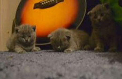 Bu kediler hipnozla uyuyor
