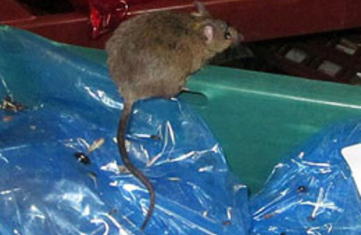 Çin'de Veba yeniden hortladı!