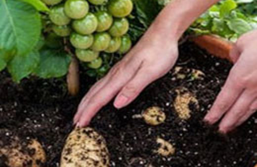 Yarı domates yarı patates