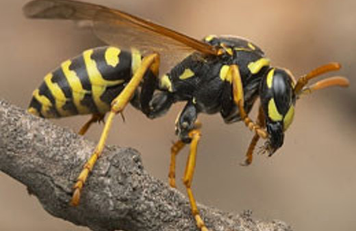 Çin'de eşek arıları 42 kişiyi öldürdü!