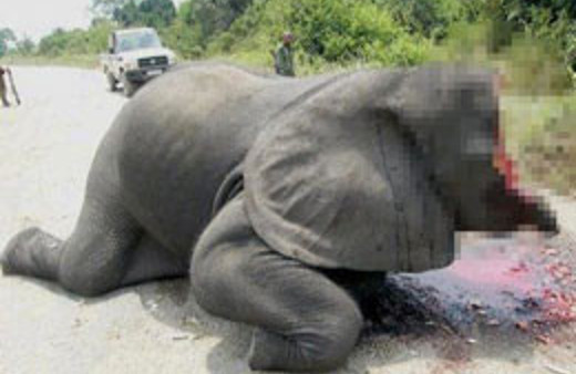 Kenya'da 5 ton fildişi ele geçirildi