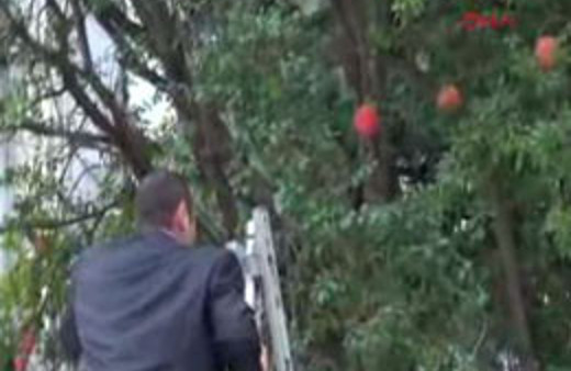 Selanik'teki nar ağacının sırrı