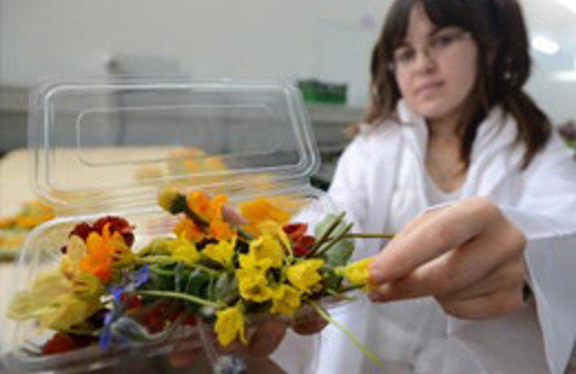 Bu çiçekler yenilebiliyor!