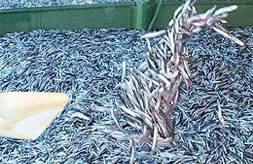 Hamsinin fiyatı öyle bir düştü ki...