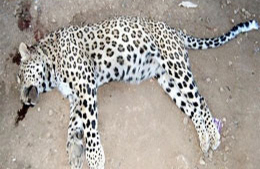 Diyarbakır'da leopar şoku