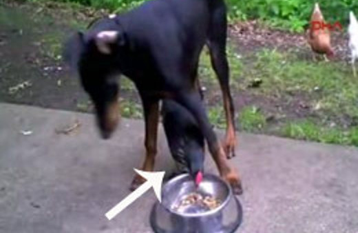 Kim kuş beyinli siz karar verin