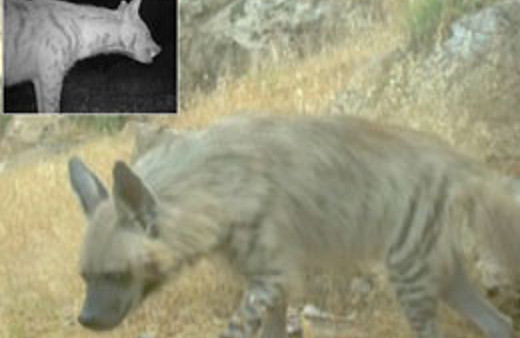 Nesli tükenen sırtlan Şırnak'ta çıktı