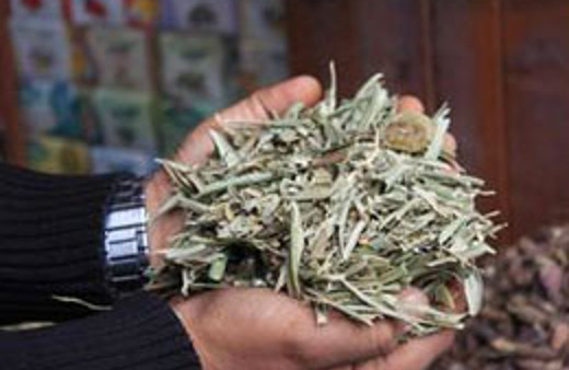 Zeytin yaprağı her derde deva oluyor