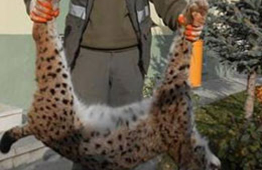 Leopardan sonra onu da öldürdüler