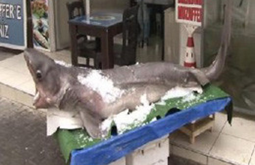 Marmara'dan köpekbalığı çıktı