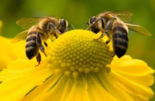 İzmirli arıcıdan patentli kovan