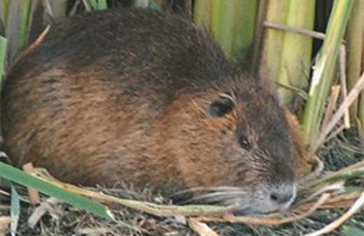 Iğdır'da dev kemirgen sürprizi!