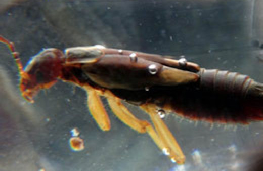 Gazozun içinden öyle bir şey çıktı ki...