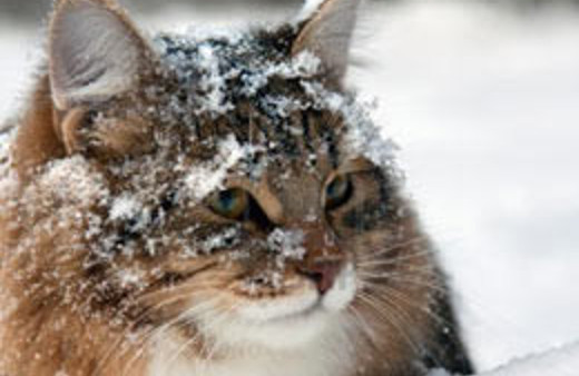 Sokaktaki dostlarımız yardım eli uzatın!