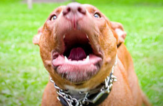 Pitbull sahibini yedi!