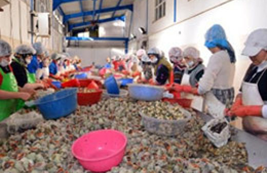 Sinop'tan Uzakdoğu'ya salyangoz ihracatı