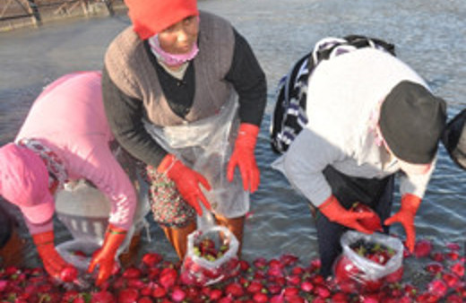 Buz gibi havada kadınların ekmek kavgası