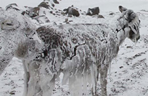 O eşekler rahata kavuştu!