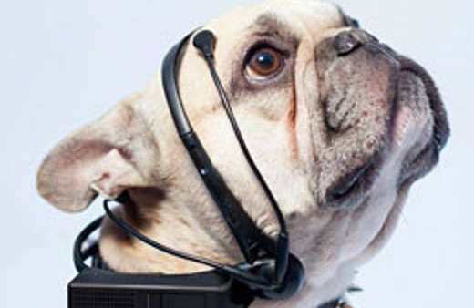 Köpeklerin dert anlatması artık çok kolay!