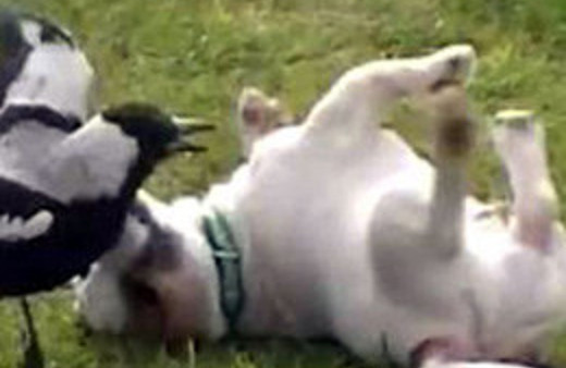 Köpek ile karganın örnek dostluğuna bakın