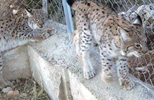 Denizli'de 3 vaşak görüldü