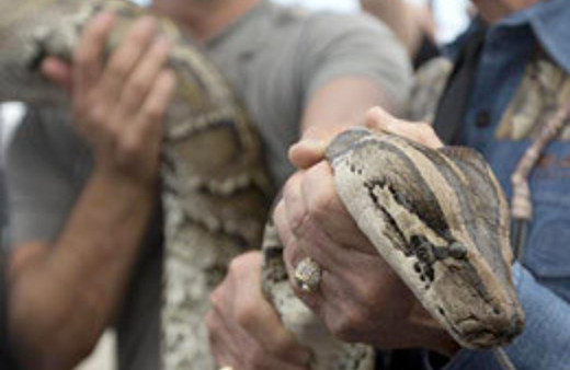 Piton yılanı adamı böyle boğdu