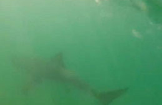 Sahilde yaşanan korkunç köpekbalığı saldırısı!