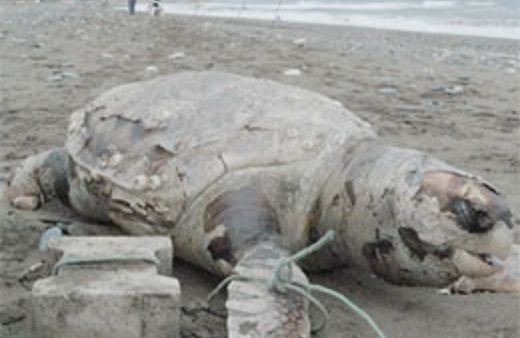 Amatör balıkçılar şoke oldu