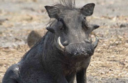 Yaban domuzu çobanı öldürdü