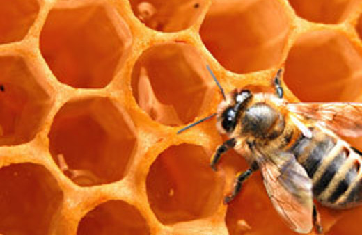 Otomobil fiyatına bal olur mu?