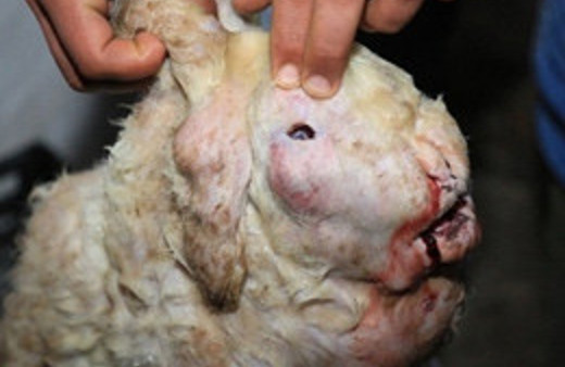 Tavşan yüzlü hayvan görenleri şoke etti