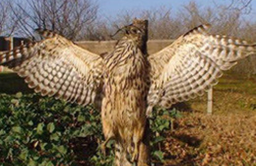 Bunu yapanlar insan olamaz VAHŞET!