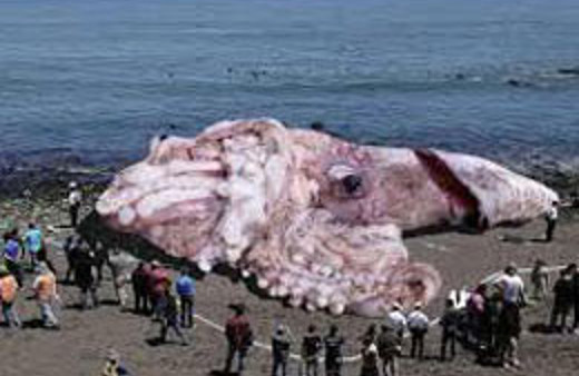 50 metrelik kalamar görenleri hayrete düşürdü