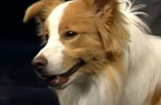 Lobo seyirciyi resmen büyüledi!