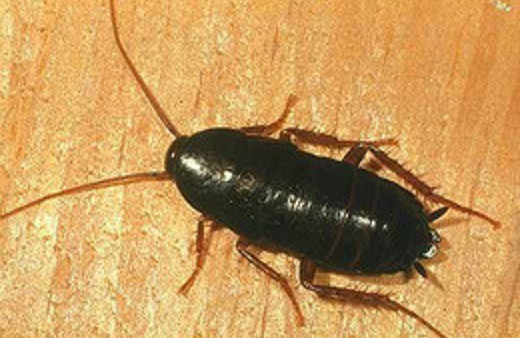 Doktorlar kulağının içinden zor çıkardı