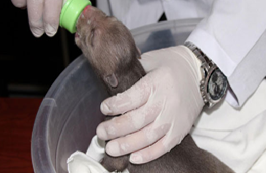 Yavru ayı bakın hangi hayvanın sütünü içiyor?