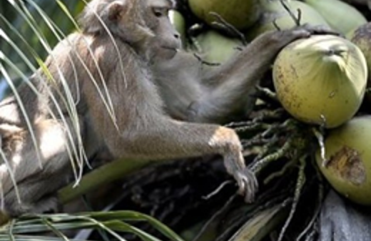 Bu ülkede maymunlar köle olarak çalışıyor