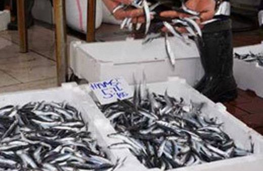 Üniversiteden uyarı 'Hamsi avlamayın!'