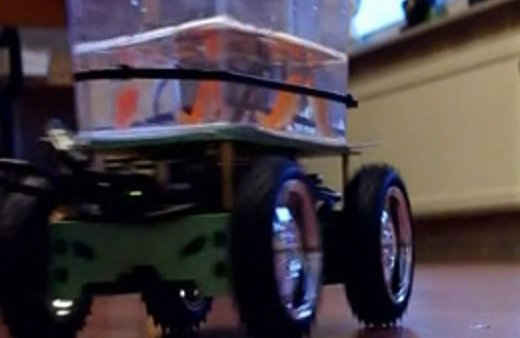 Balığı şoför yaptılar