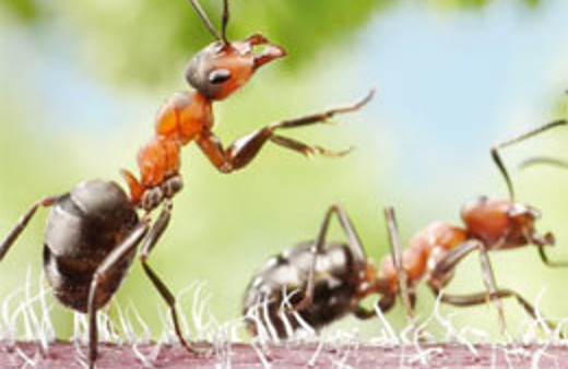 Köylülerin korkunç karıncalı cezası!